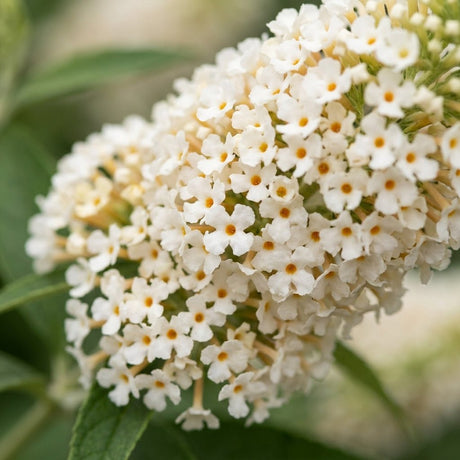 Buzz Ivory Butterfly Bush displays a dense cone-shaped cluster of small white flowers with orange centers in close-up detail.