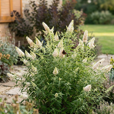 Buzz Ivory Butterfly Bush covered in white flower spikes with a red admiral butterfly visiting, growing in a garden border.
