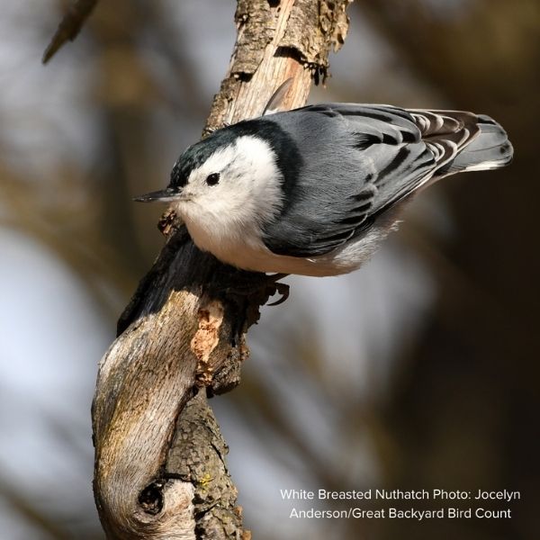 Audubon&reg; Native Fringetree