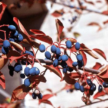 Forest Rouge Blackhaw Viburnum