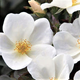 White Knock Out&reg; Rose