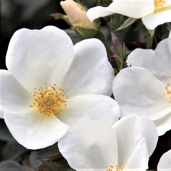 White Knock Out® Shrub Rose | Buy at NatureHills.com