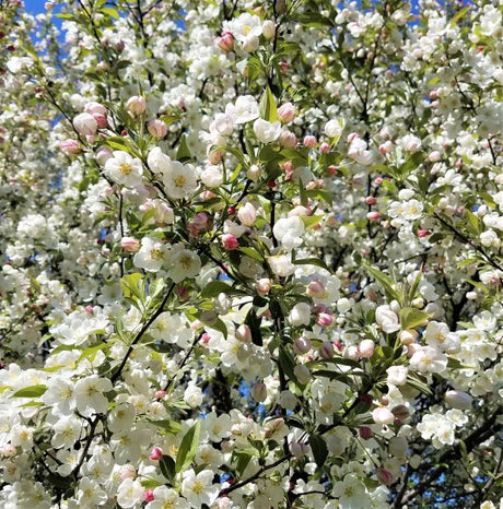 Adirondack Crabapple