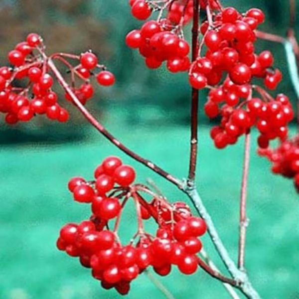 Hahs Viburnum