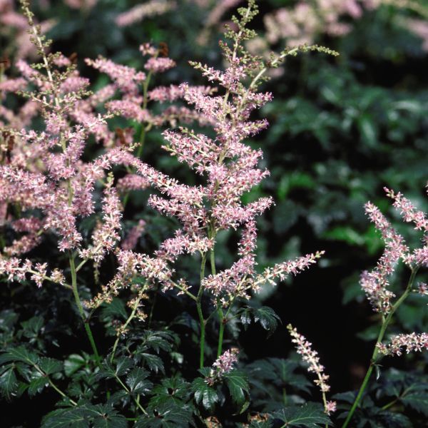 Sprite Astilbe