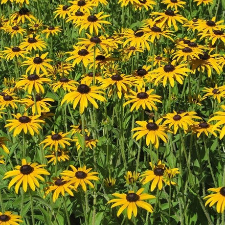 Deamii Black-Eyed Susan