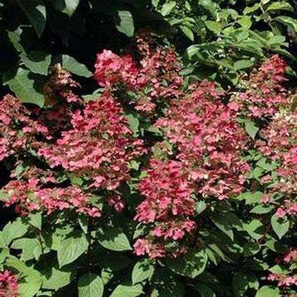 Fire and Ice&trade; Panicle Hydrangea Tree Form