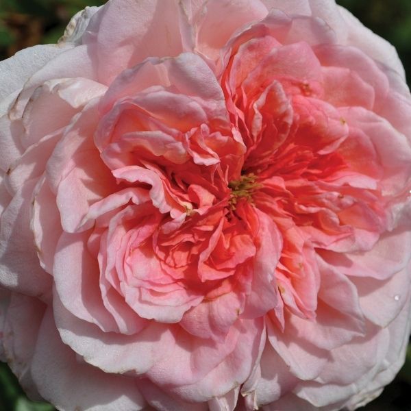 Savannah Sunbelt&reg; Hybrid Tea Rose