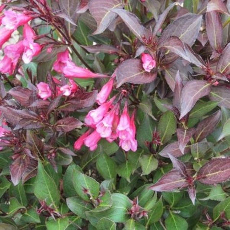 Dark Horse Weigela