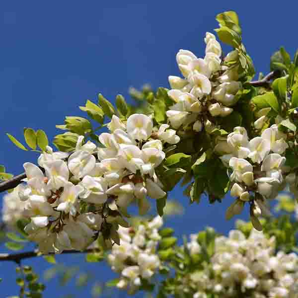 Twisty Baby Black Locust