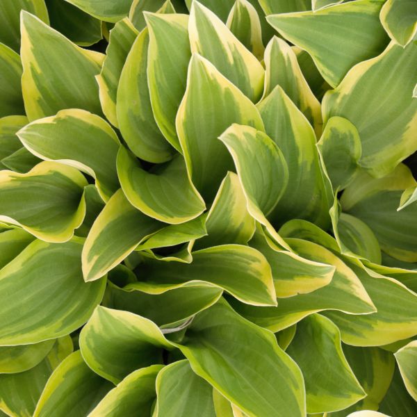 Golden Tiara Hosta