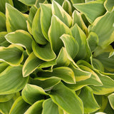 Golden Tiara Hosta