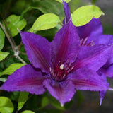 Boulevard&reg; Edda&trade; Clematis