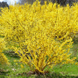 Gold Cluster Forsythia