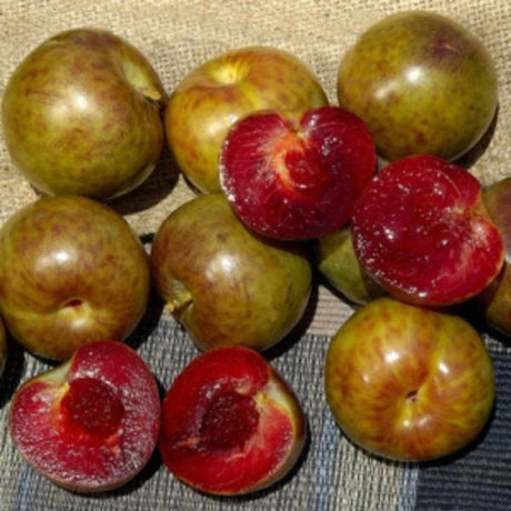 Flavor Supreme Pluot Tree