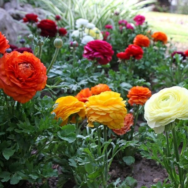 Persian Buttercup Ranunculus Mix