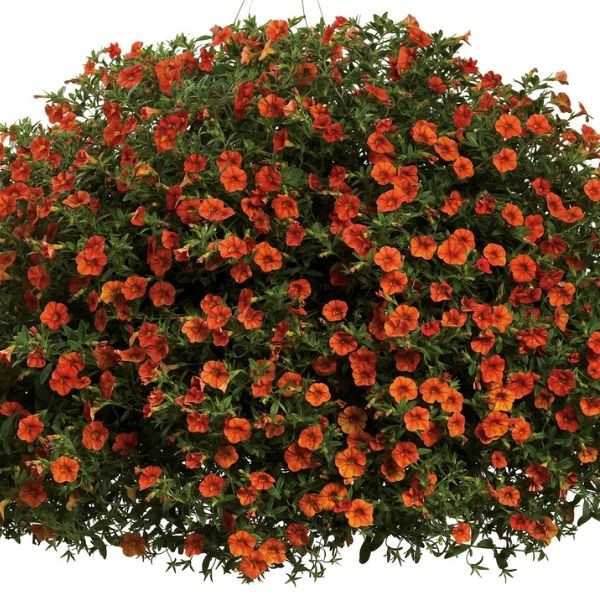 Dreamsicle Superbells Calibrachoa