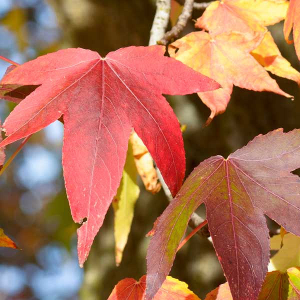 Festival Sweetgum