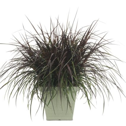 Graceful Grasses&reg; Vertigo&reg; Purple Fountain Grass