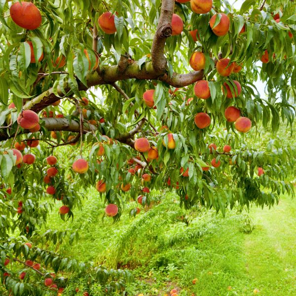 Loring Peach Tree