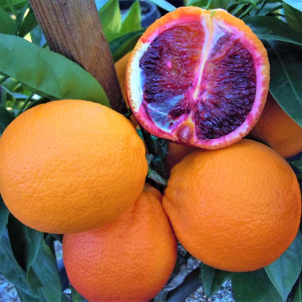 Moro Blood Orange Tree