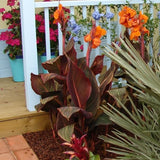 Tropicanna&reg; Canna