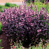 DAKOTA&trade; Burgundy Penstemon