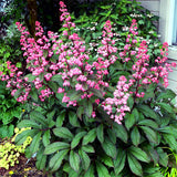 Bronze Peacock Rodgersia