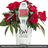 Infinity&reg; Red Impatiens