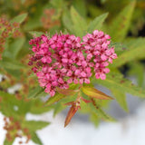 Anthony Waterer Spirea