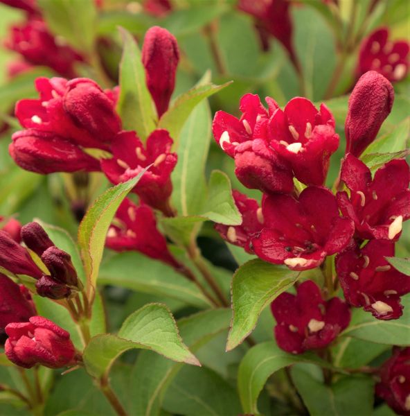 Maroon Swoon&reg; Weigela