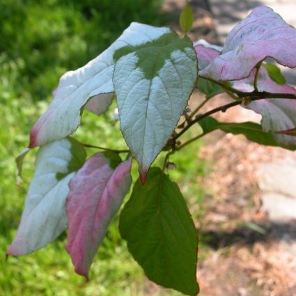 Arctic Beauty Male Kiwi Vine