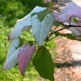 Arctic Beauty Male Kiwi Vine