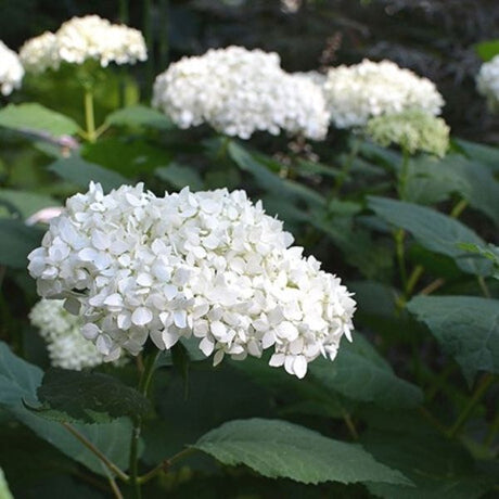 Ryan Gainey Hydrangea