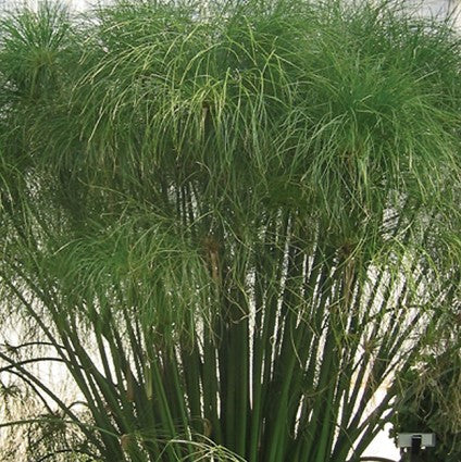 King Tut Cyperus