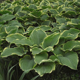 Sagae Hosta