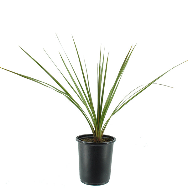 Proven Accents&reg; Spikes Dracaena