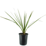 Proven Accents&reg; Spikes Dracaena