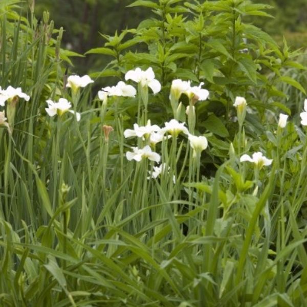 Butter and Sugar Iris