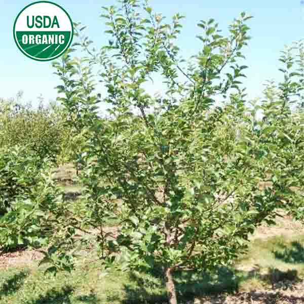 USDA Organic Enterprise Apple