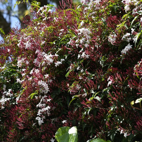 Pink Jasmine