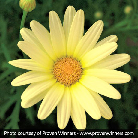 Vanilla Butterfly&reg; Daisy