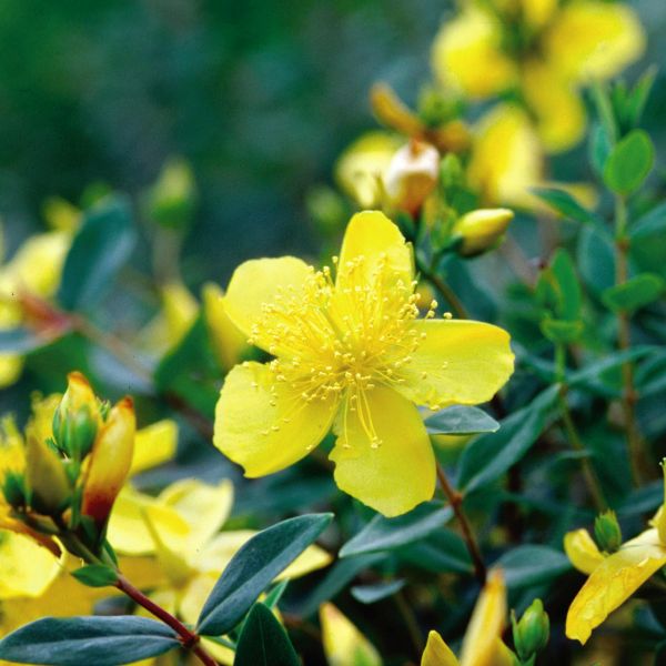 Sunburst St. John's Wort