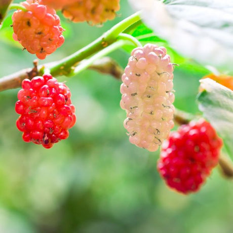 White Mulberry