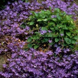 Blue Waterfall Bellflower