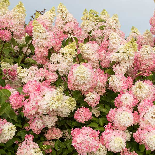 First Editions&reg; Berry White&reg; Hydrangea-Tree Form