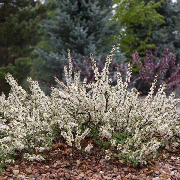 Pawnee Buttes&reg; Western Sand Cherry Bush