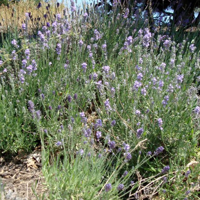 English Munstead Lavender