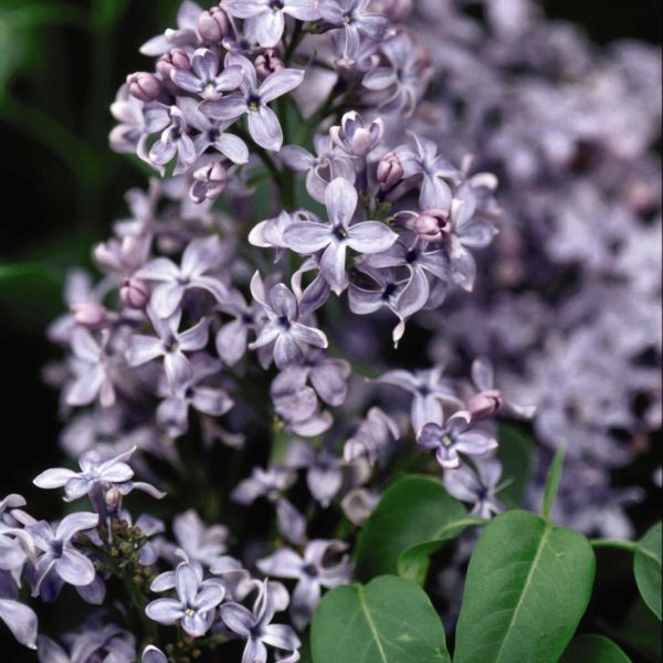 Wedgewood Blue Lilac