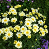 Banana Cream Shasta Daisy